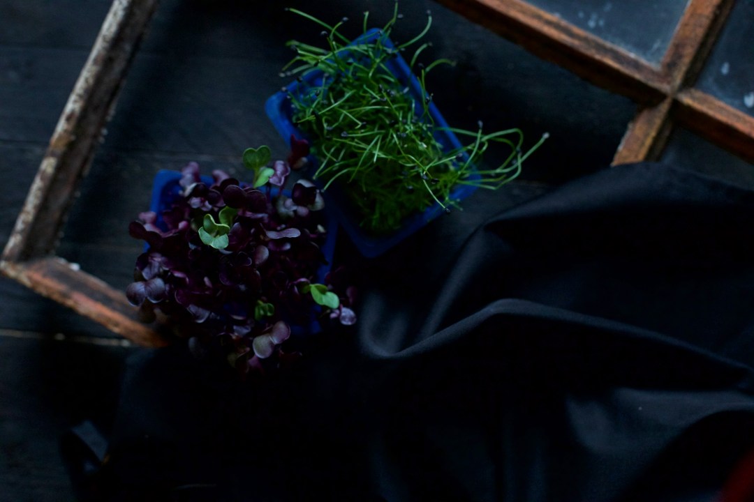 Sakura Cress (Geschmack: Rettich) & Rock Chives (Geschmack: milder Knoblauch).
