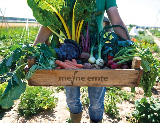 Meine Ernte - unser Gemüsegarten